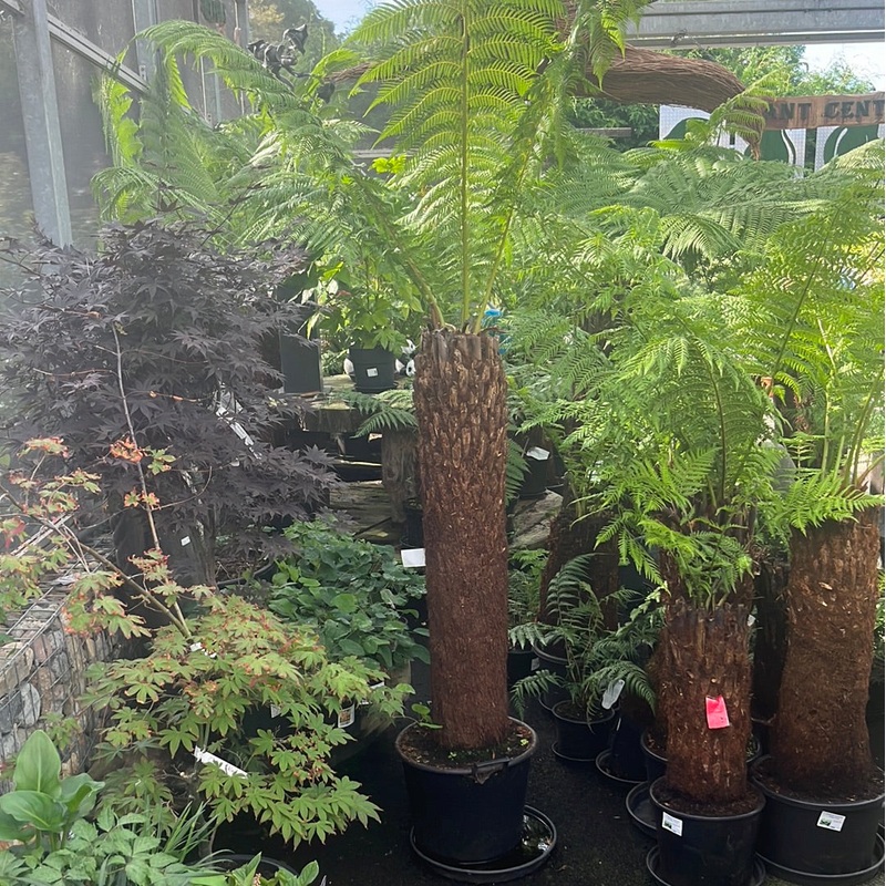 Dicksonia Antarctica 120-130cm 4 foot