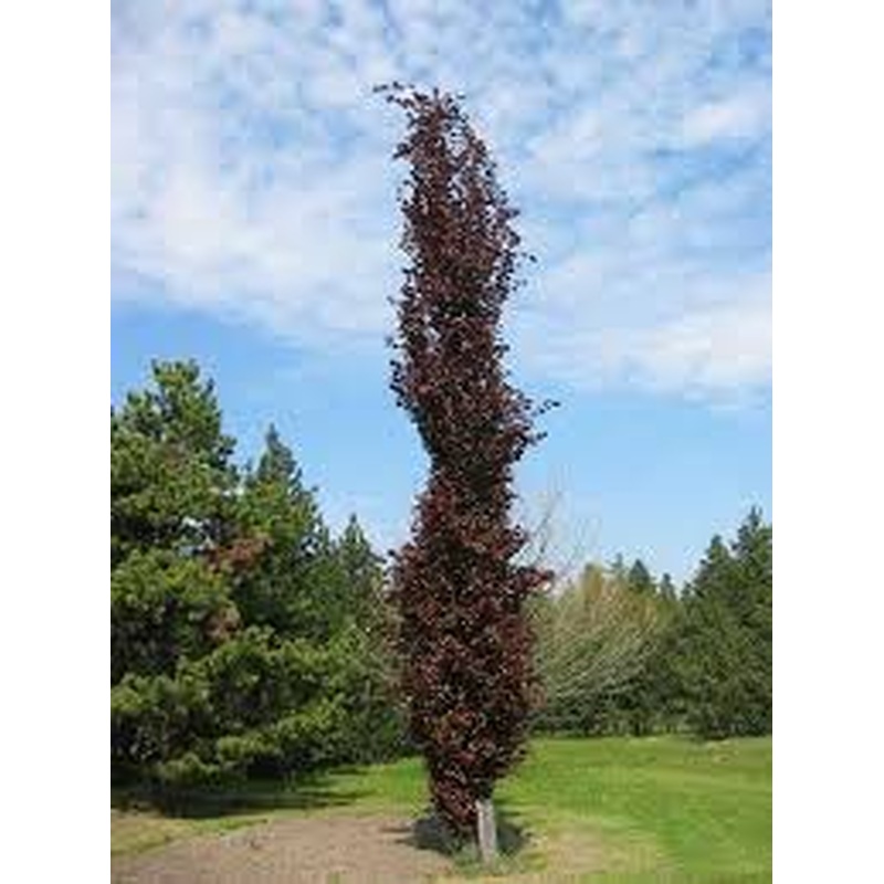 FAGUS SYLVATICA RED OBELISK