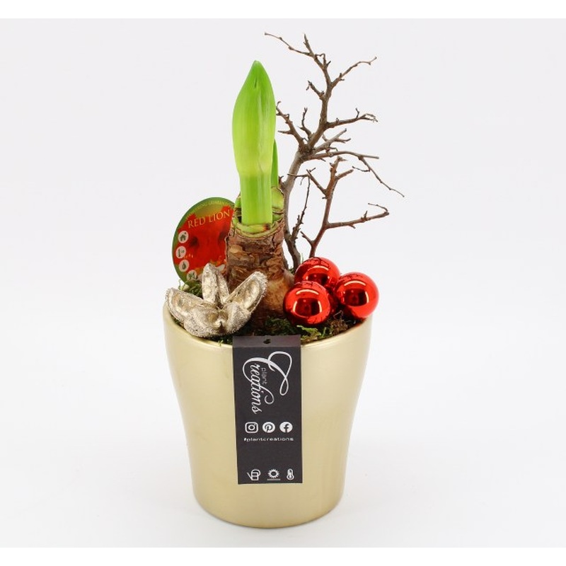 Hippeastrum X-mas arrangement  2327