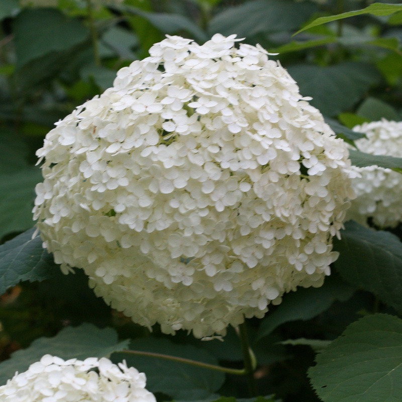 Hydrangea Annabelle