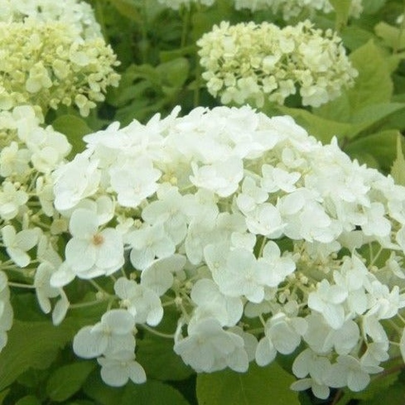 Hydrangea arbo. Strong Annabelle