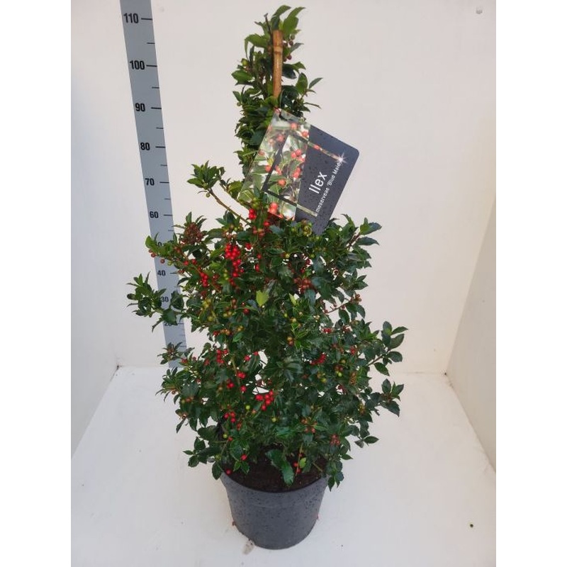 Ilex meserveae Blue Maid Mesid 90-100cm pyr
