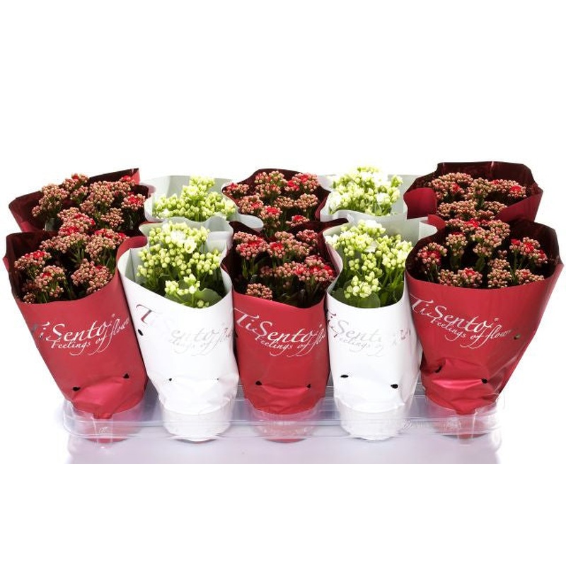 Kalanchoe Calandiva red & white  P12