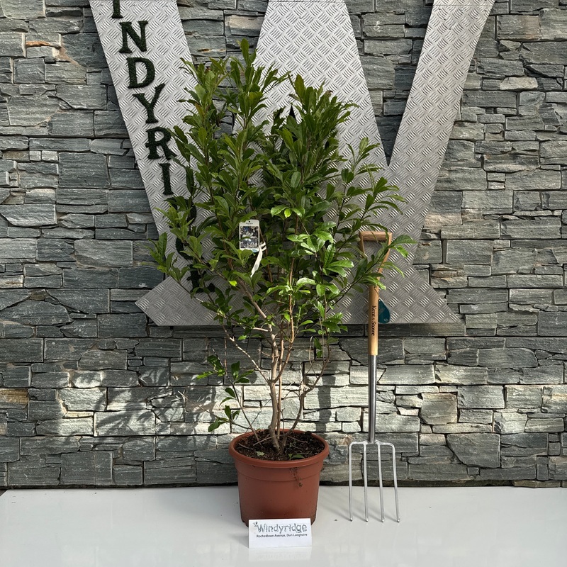 Magnolia stellata  100-125 CM C20