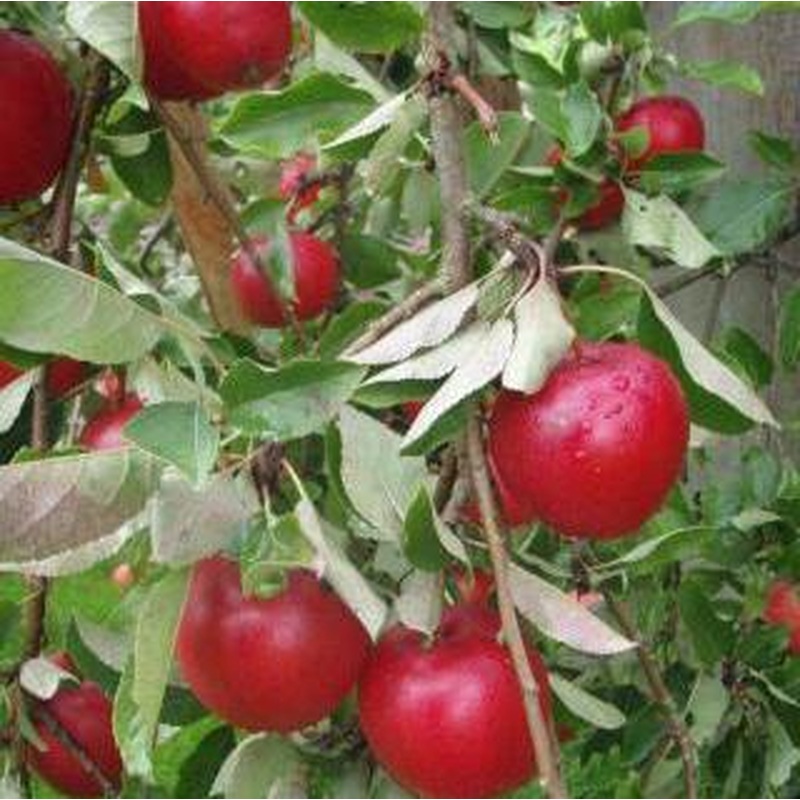 Malus d. Katy(Katja)