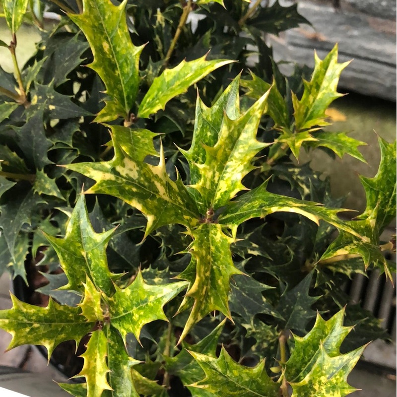 OSMANTHUS HETEROPHYLLA TRICOLOR