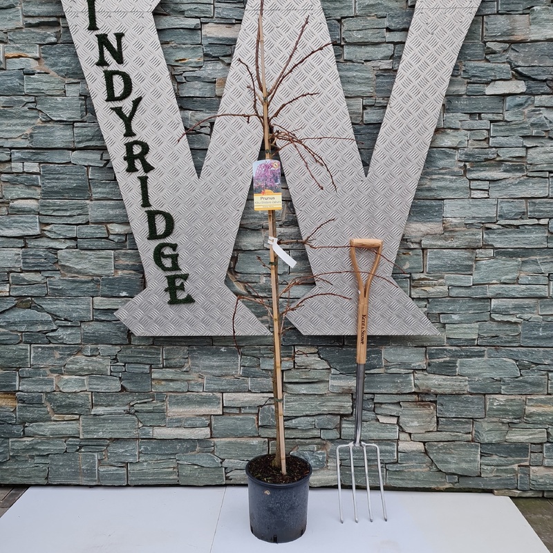 PRUNUS S. KIKU-SHIDARE-SAKURA