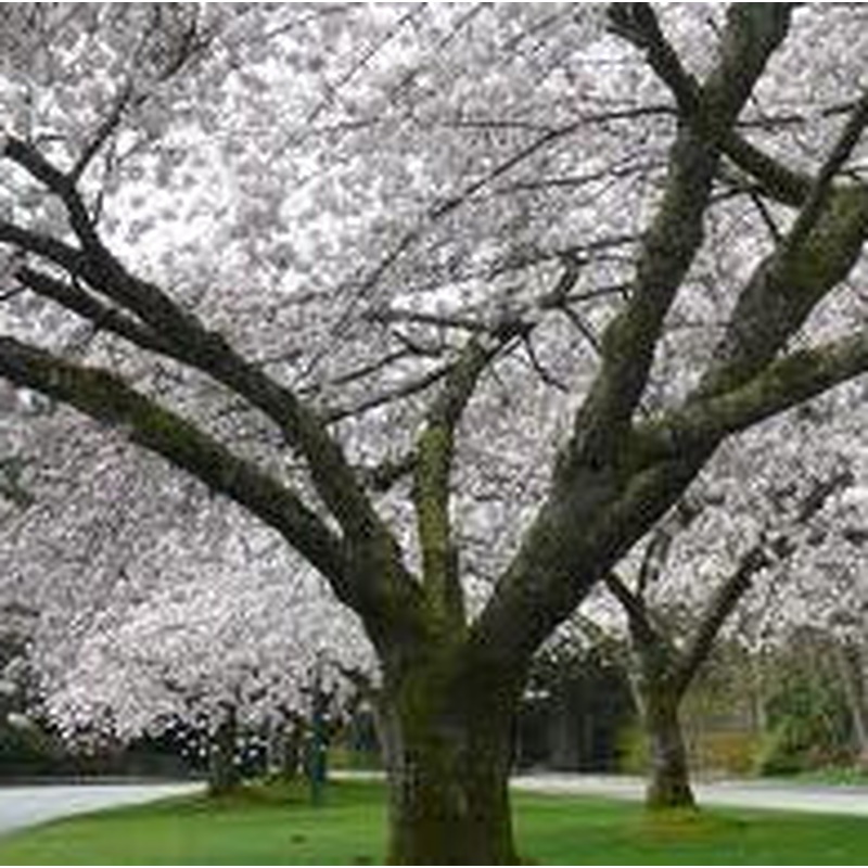 PRUNUS S. SHIROFUGEN