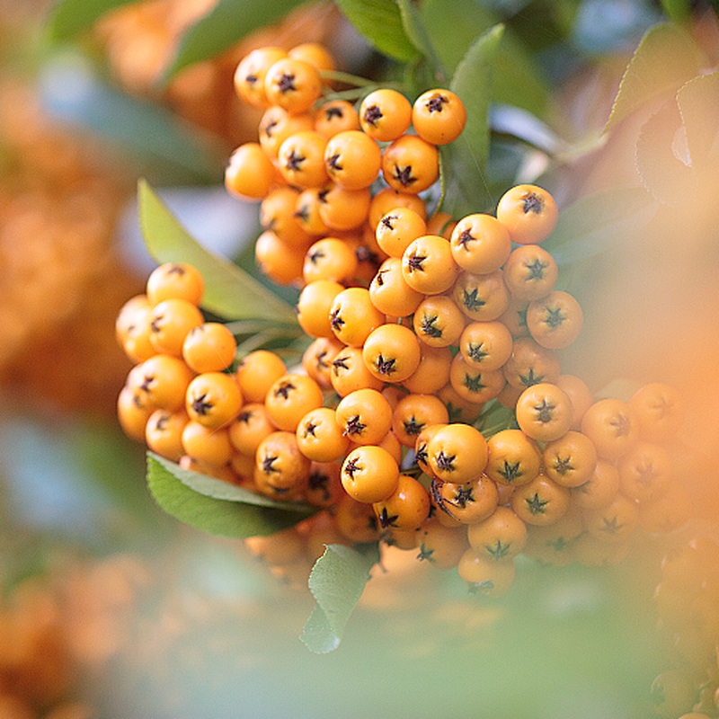PYRACANTHA GOLDEN CHARMER