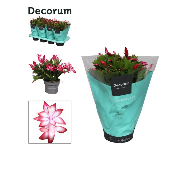 Schlumbergera red