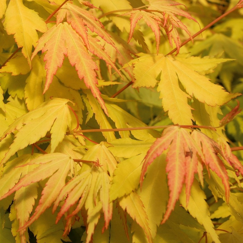 Acer palm. Orange Dream