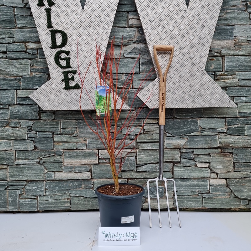 Acer palmatum Sangokaku (80-100 CM)