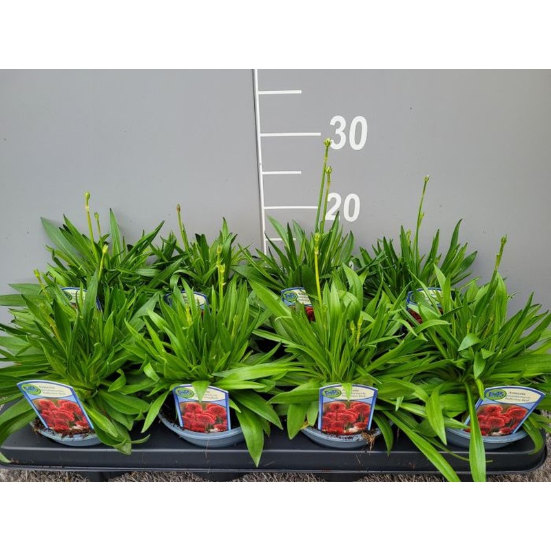 Armeria pseud. Ballerina Red  P13