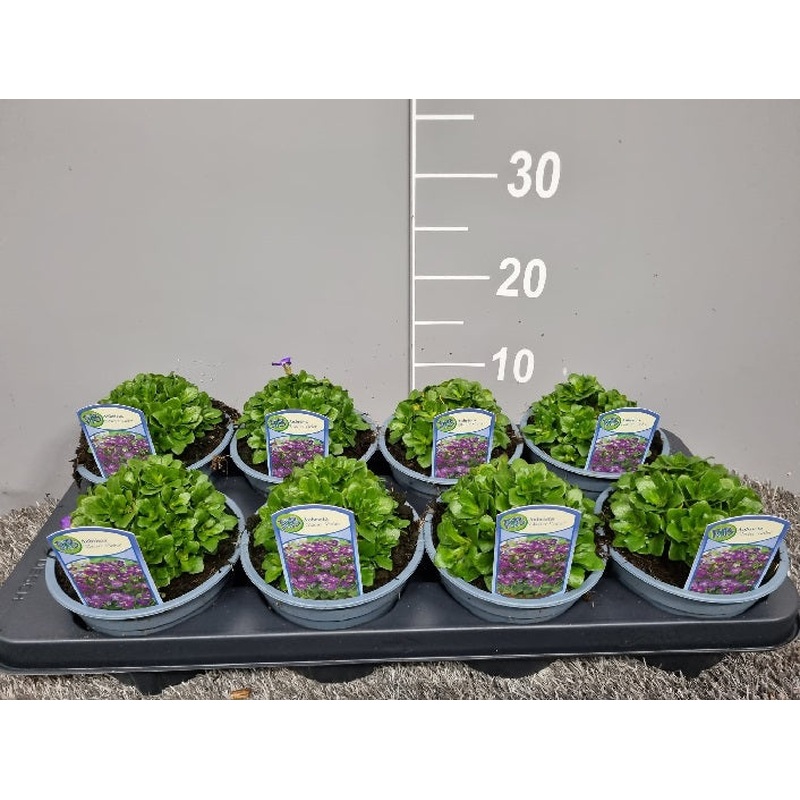 Aubrieta Glacier Violet  P13