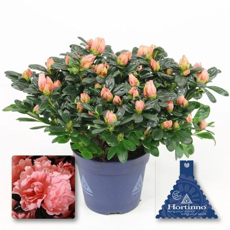 Azalea Hortinno Christine Matton