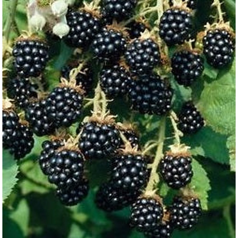 Blackberry Oregon