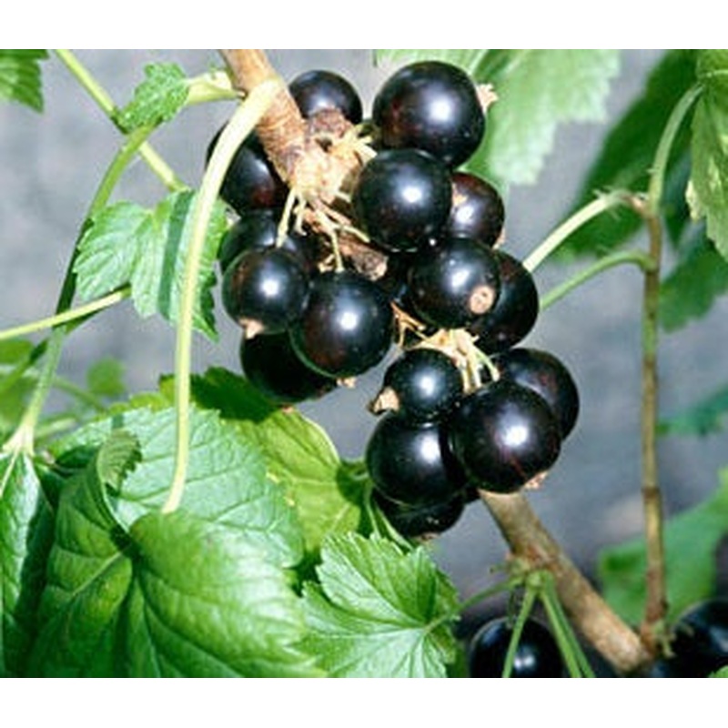 Blackcurrant Ben Sarek