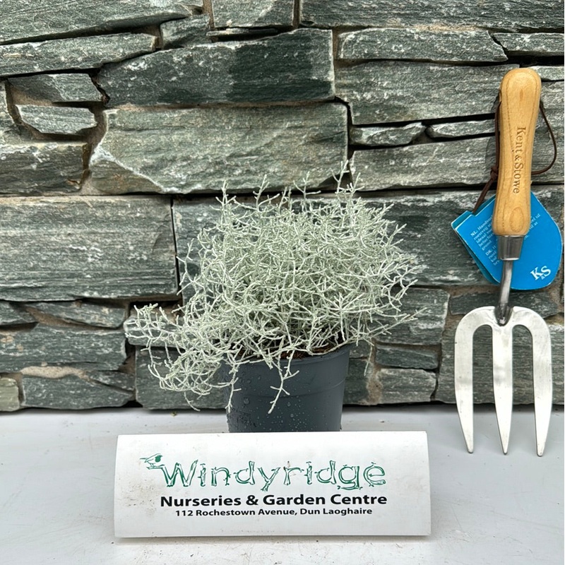 Calocephalus brownii  P12