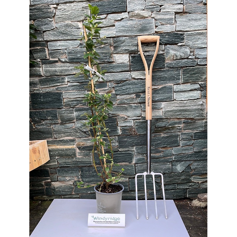 CEANOTHUS TREWITCHEN BLUE Trellis