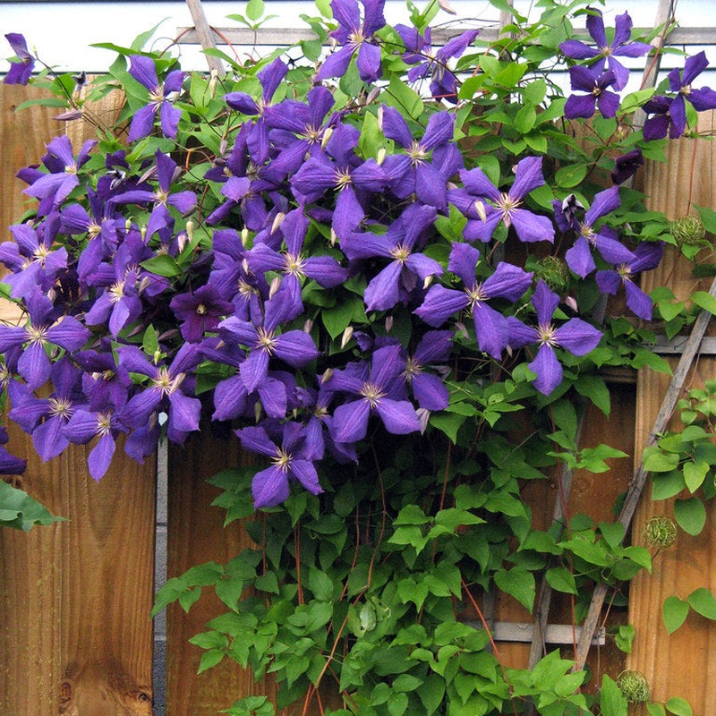Clematis Jackmanii