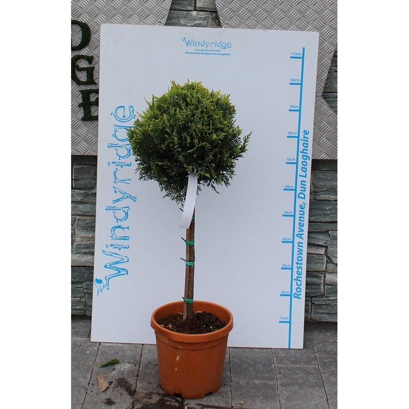 CUPRESSOCYP. LEY. CASTLEW. GOLD CLT 10     1/4 STD