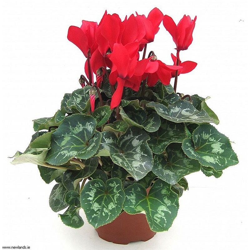 Cyclamen F1 mix