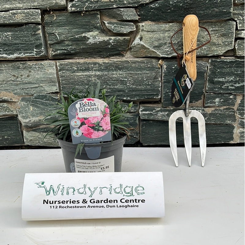 DIANTHUS car. I Love U