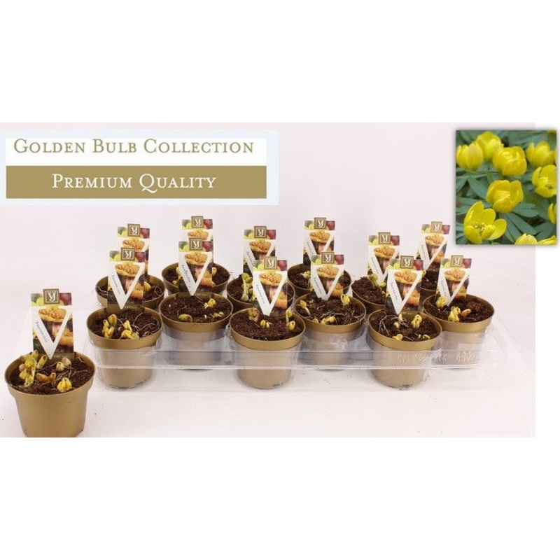 Eranthis hyemalis  P10.5