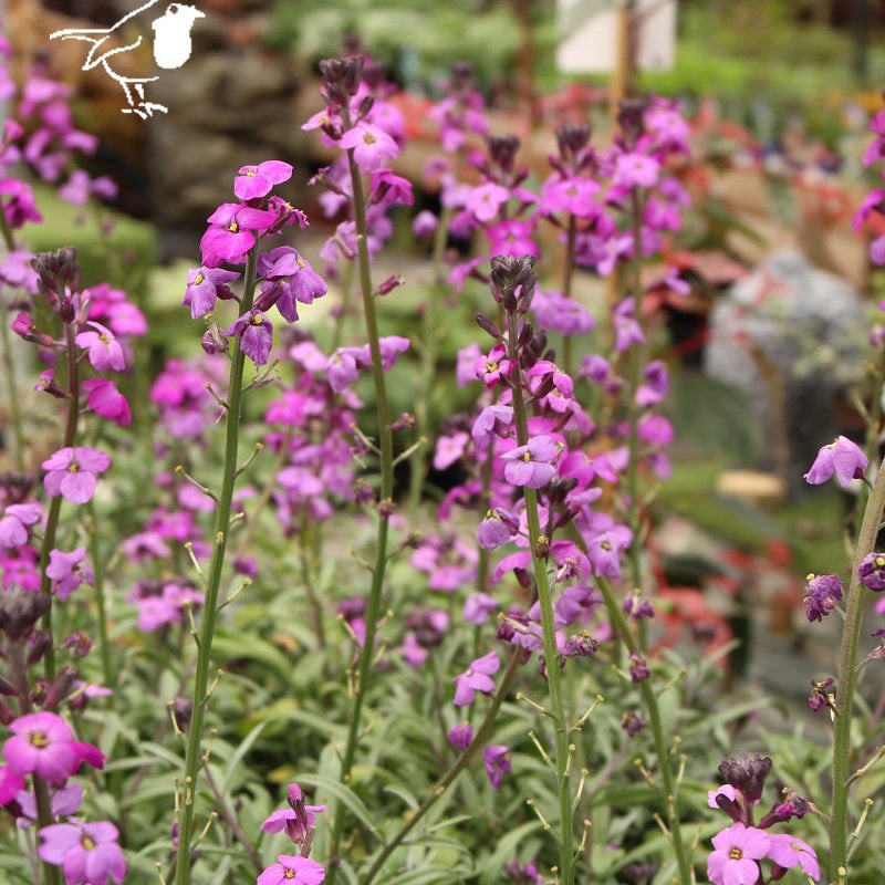 Erysimum Bowles Mauve  P13
