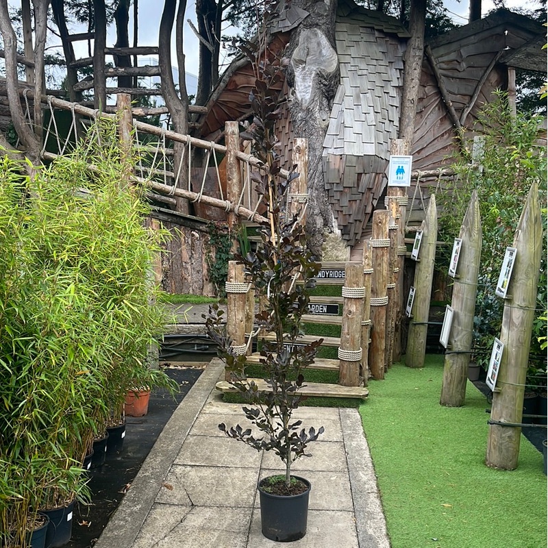 FAGUS SYLVATICA DAWYCKS PURPLE