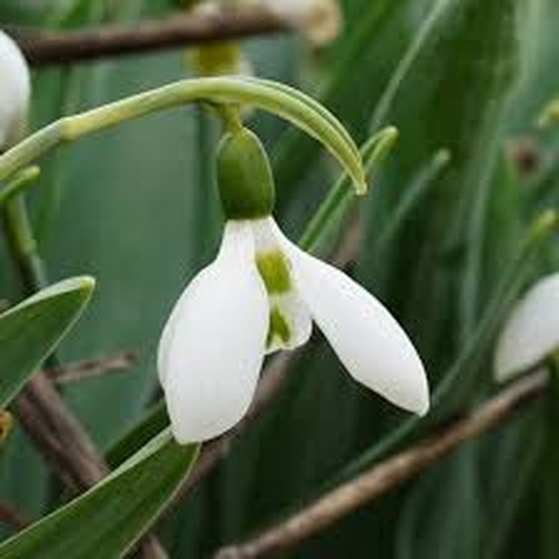 Galanthus elwesii Snow Fox  P9