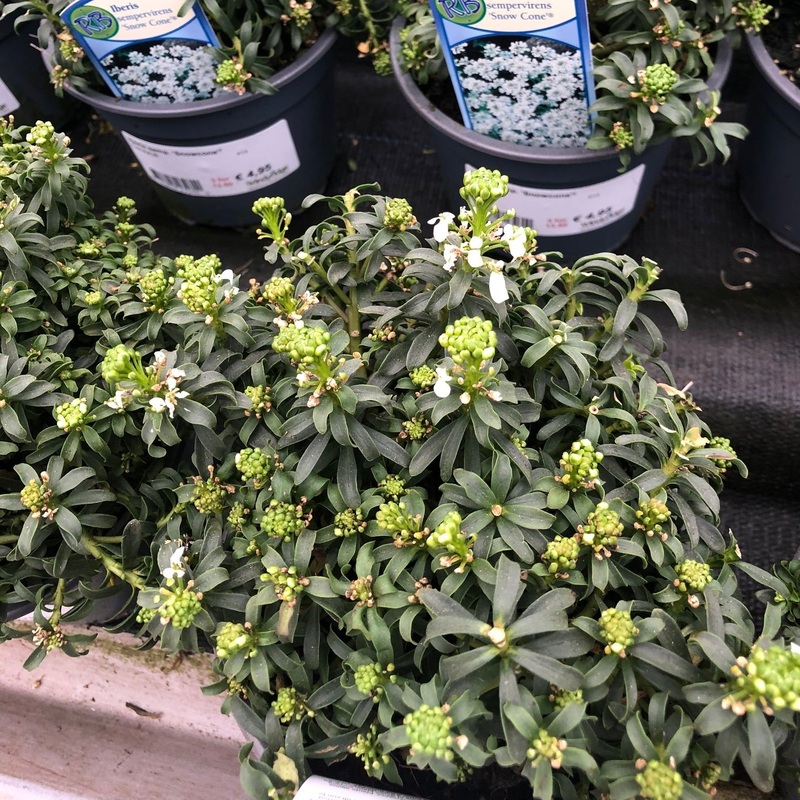 Iberis semp. Snowcone