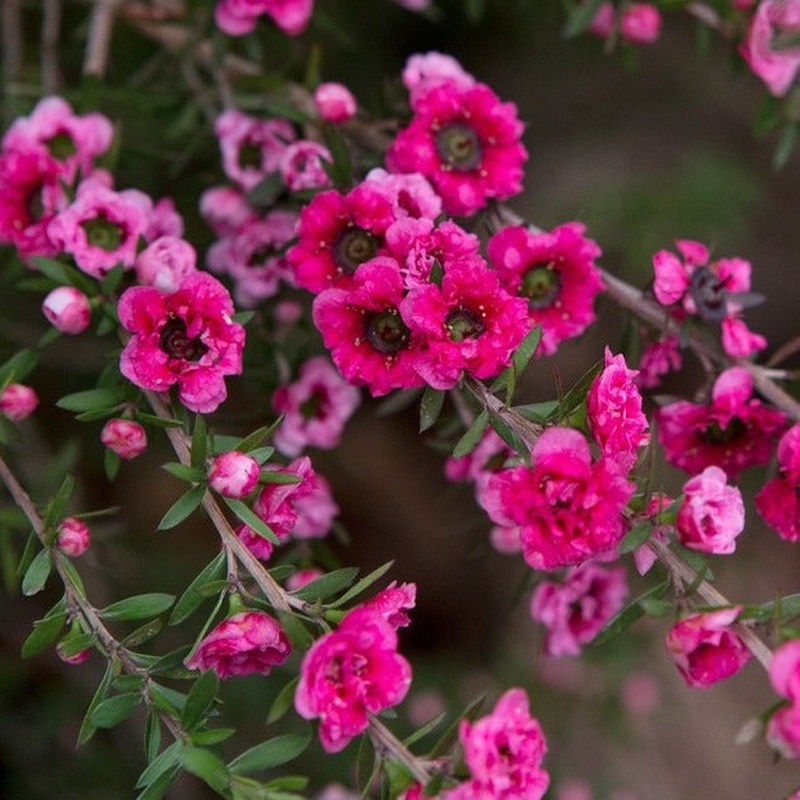 LEPTOSPERMUM S. RED DAMASK