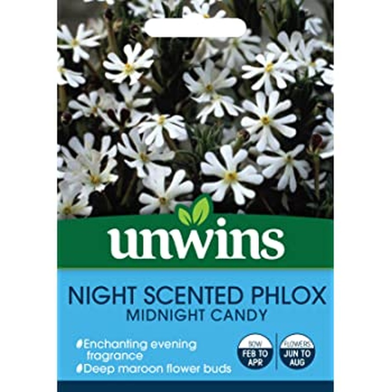 Night Phlox Midnight Candy