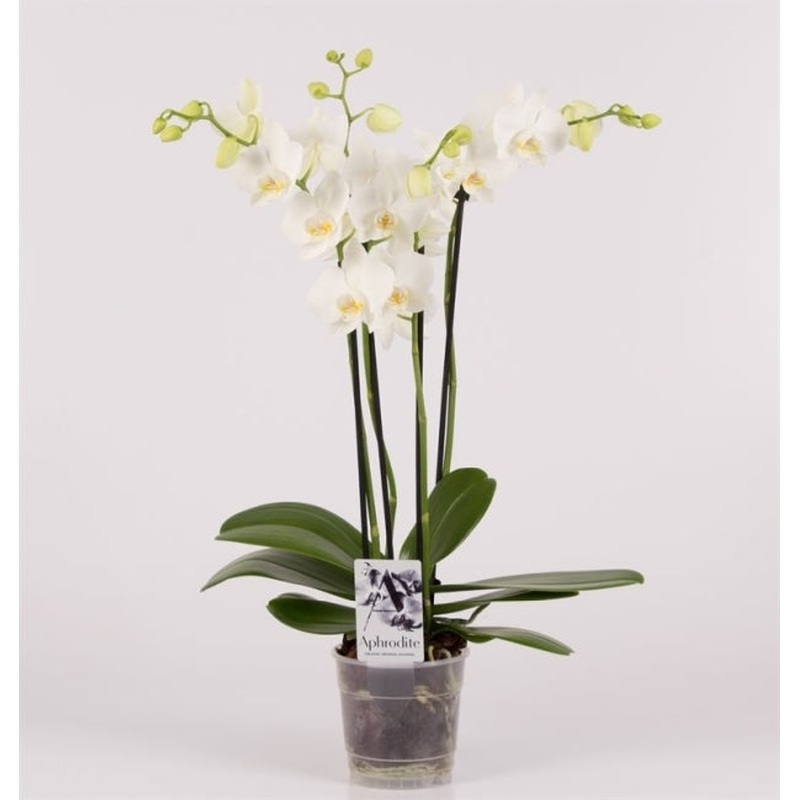 Phalaenopsis white  P12 - 4 stem