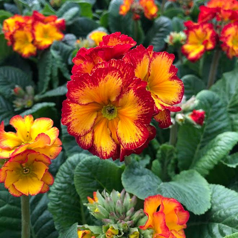 POLYANTHUS Showstopper Fire Dragon