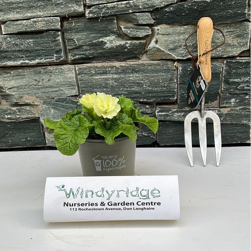 Primula Belarina 1 Ltr