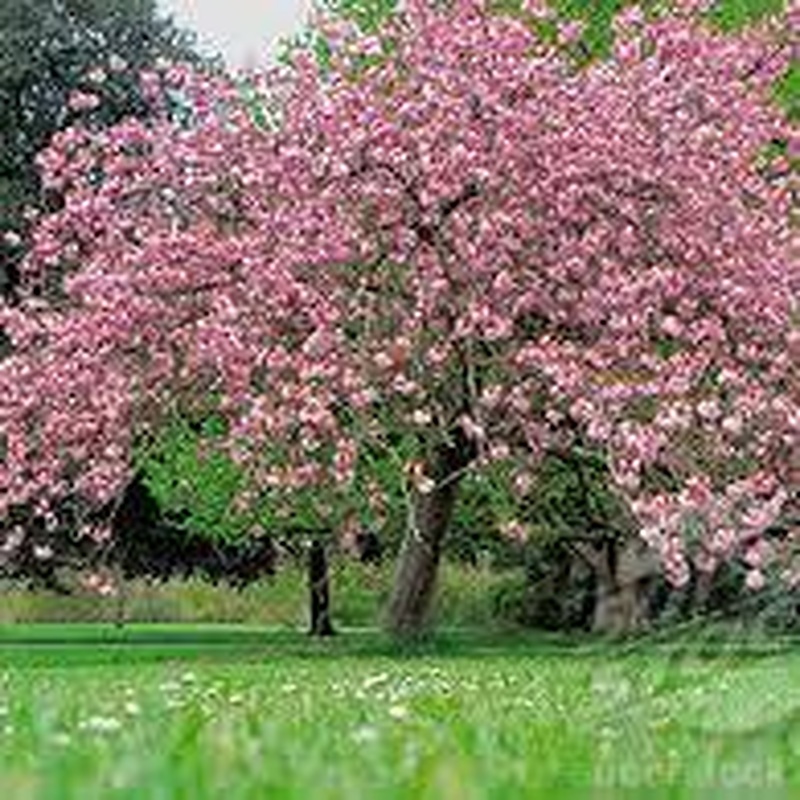 PRUNUS SERRULATA KANZAN