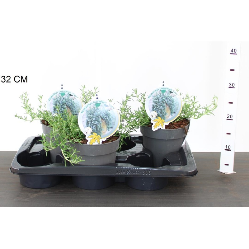 Rosemary Rosmarinus lav. Capri (17cm Pot)