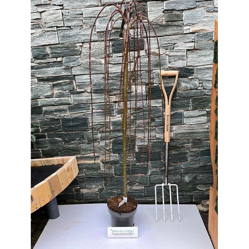 Salix caprea Kilmarnock 110 cm stem