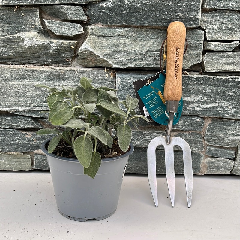 Salvia officinalis  P14