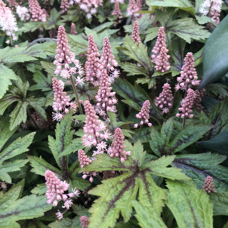 Tiarella Pink Skyrocket