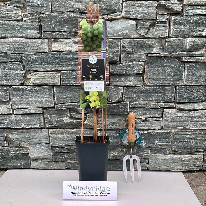 Vitis Himrod  S-pot(2,25 L)