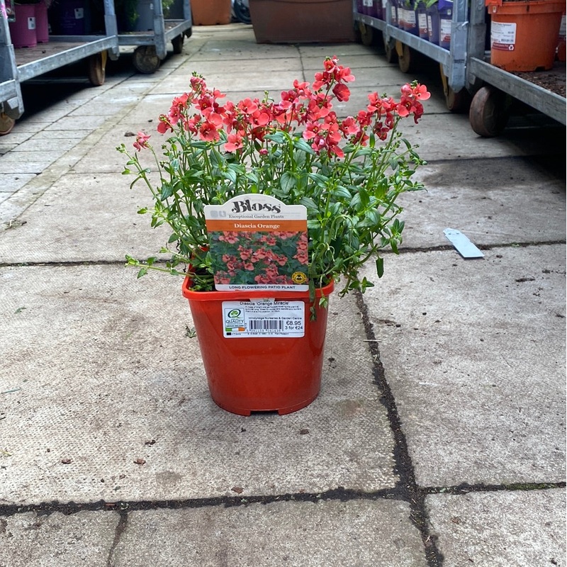 Diascia Orange Miracle