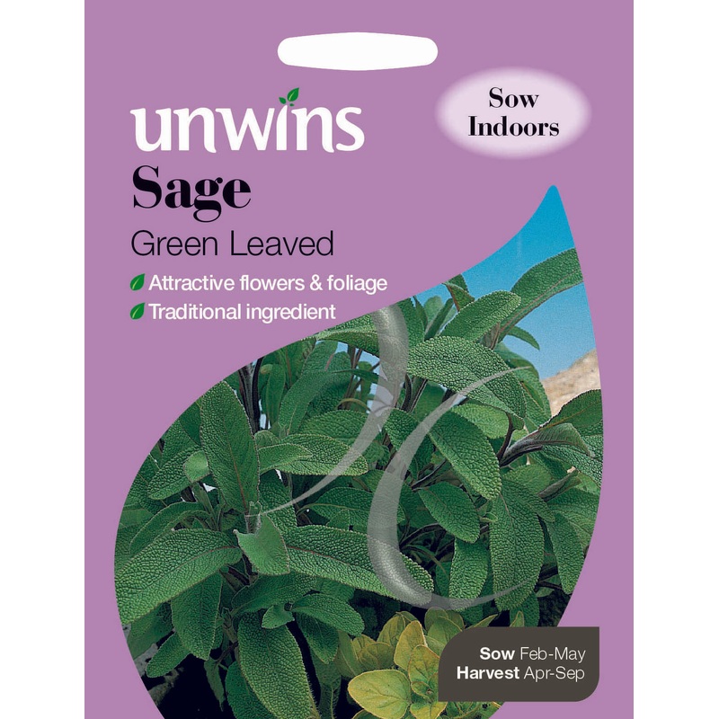 Herb Sage Green Leaved