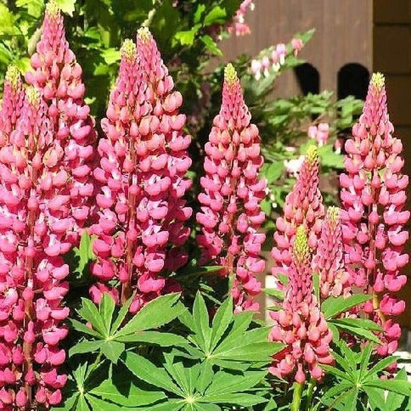 Lupinus Gallery Pink