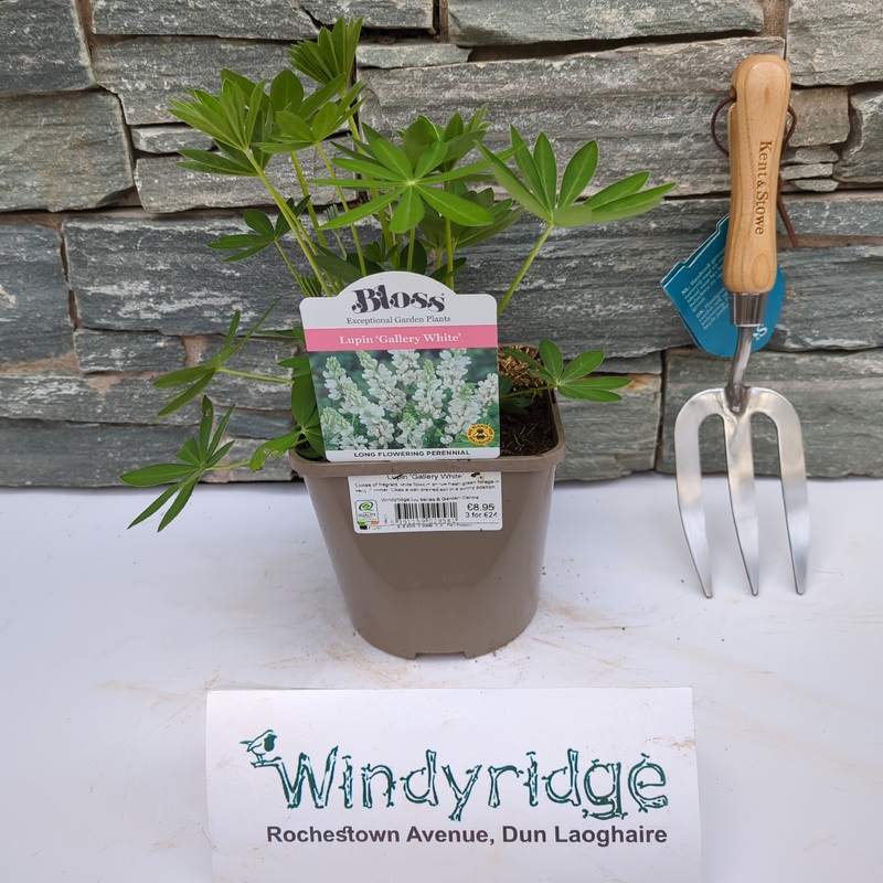 Lupinus Gallery White