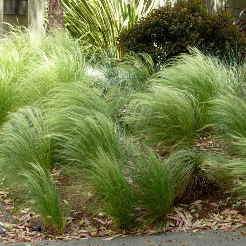 Mexican Feathergrass Stipa Tenuissima Pony Tails (2Ltr Pot)