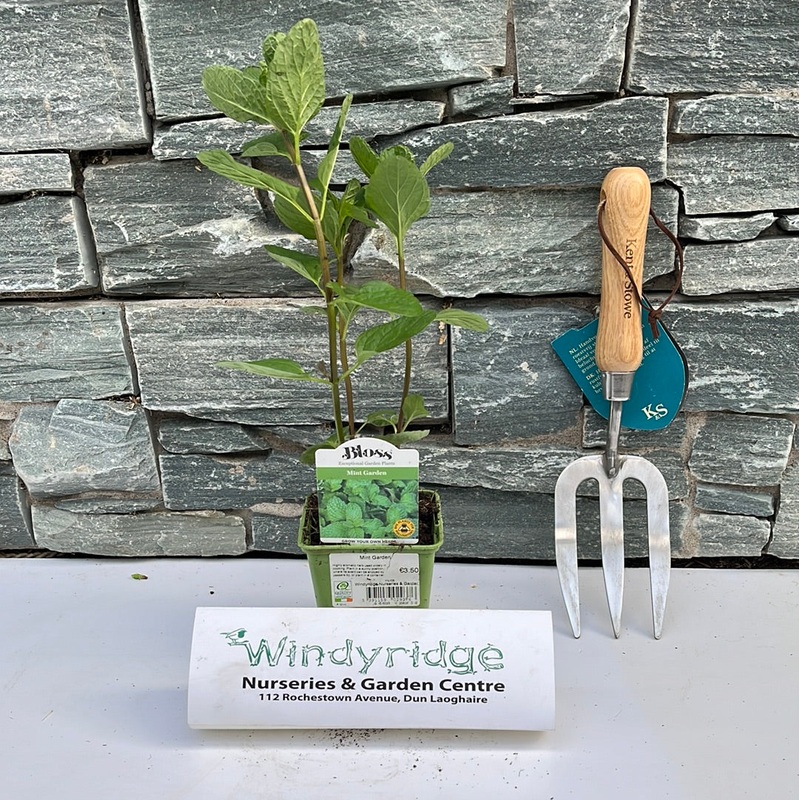 Mint Garden 9cm