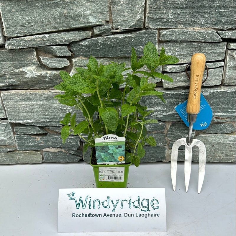 Mint Moroccan 9cm